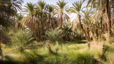 Why Staying in a Local Egyptian Guesthouse Changes Everything