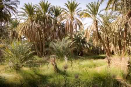 Why Staying in a Local Egyptian Guesthouse Changes Everything